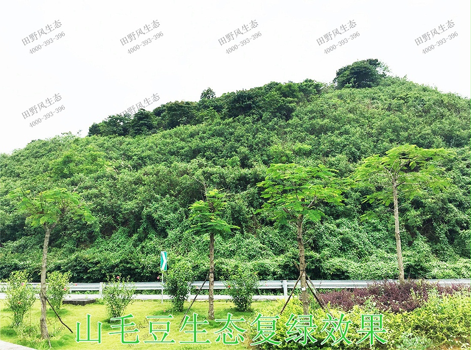 5山毛豆生态复绿效果