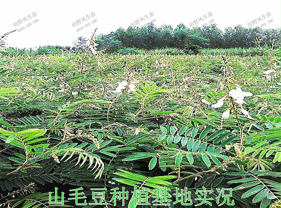 6山毛豆种植基地实况