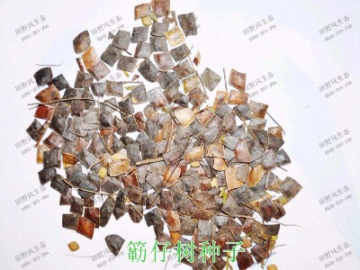 簕仔树