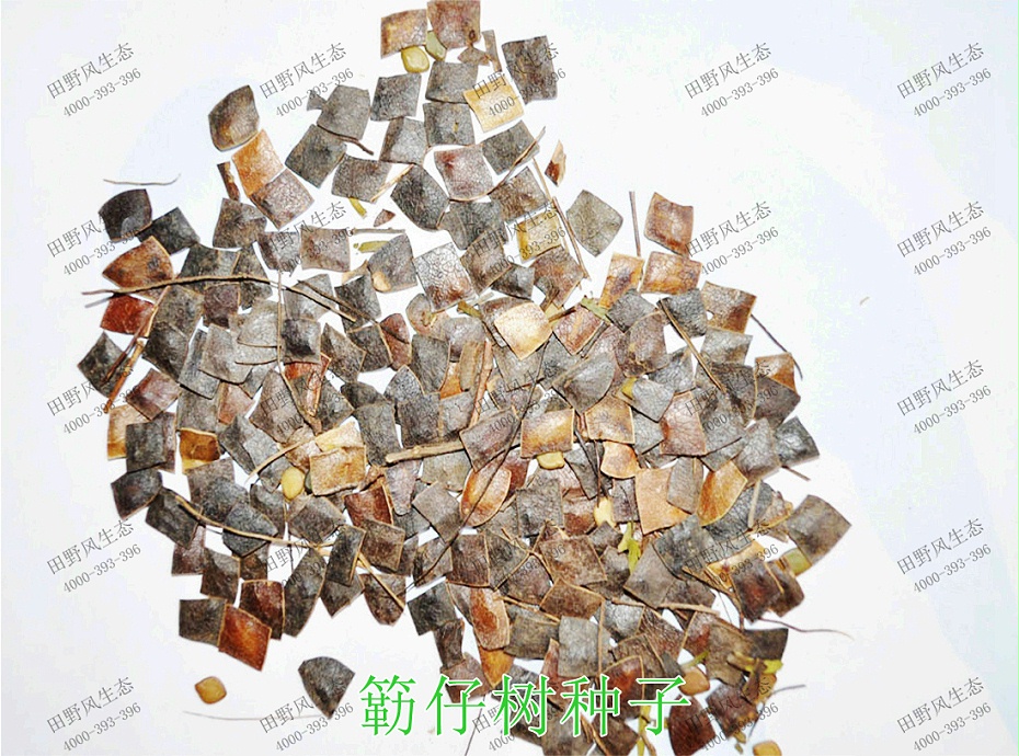 1簕仔树种子