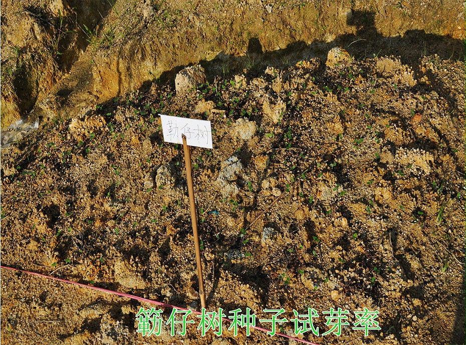2簕仔树种子试芽率