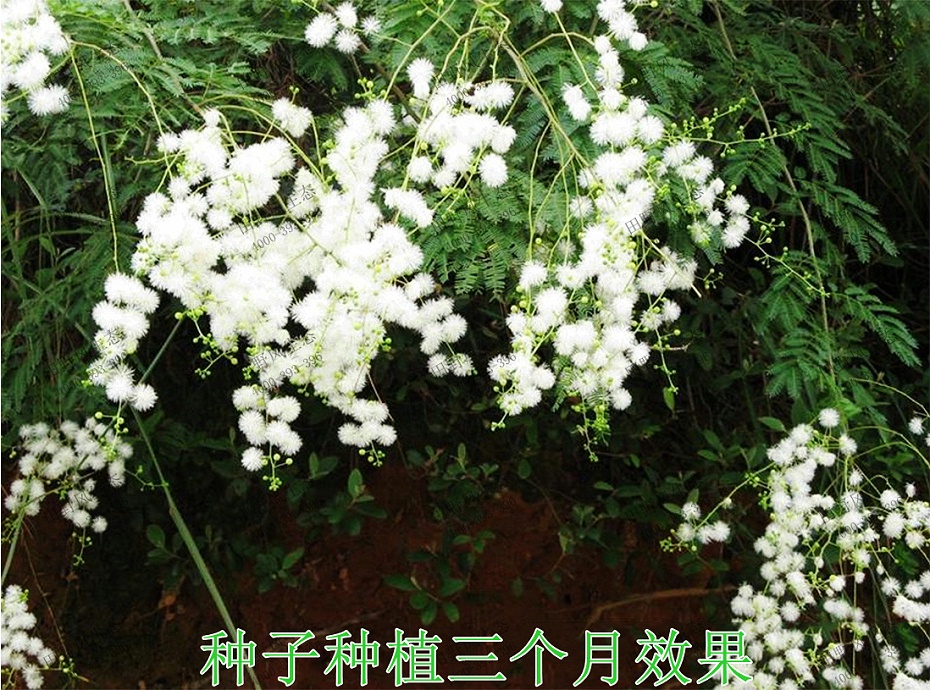 4种子种植3个月效果