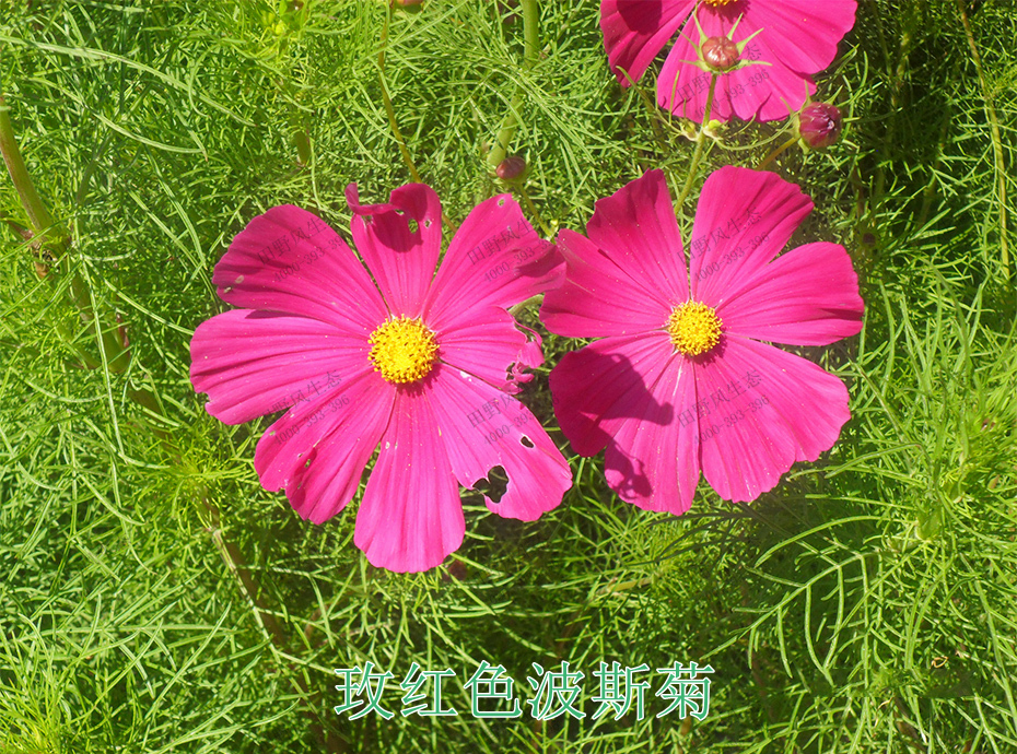 2枚红波斯菊