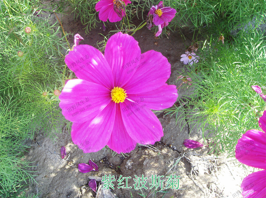 3紫红波斯菊