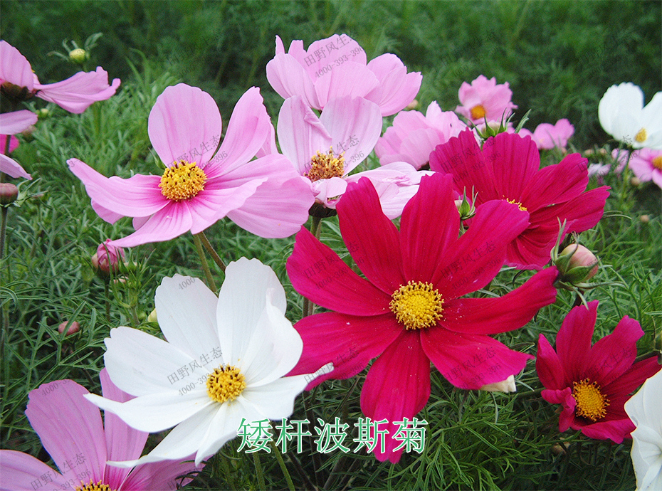 7矮杆波斯菊