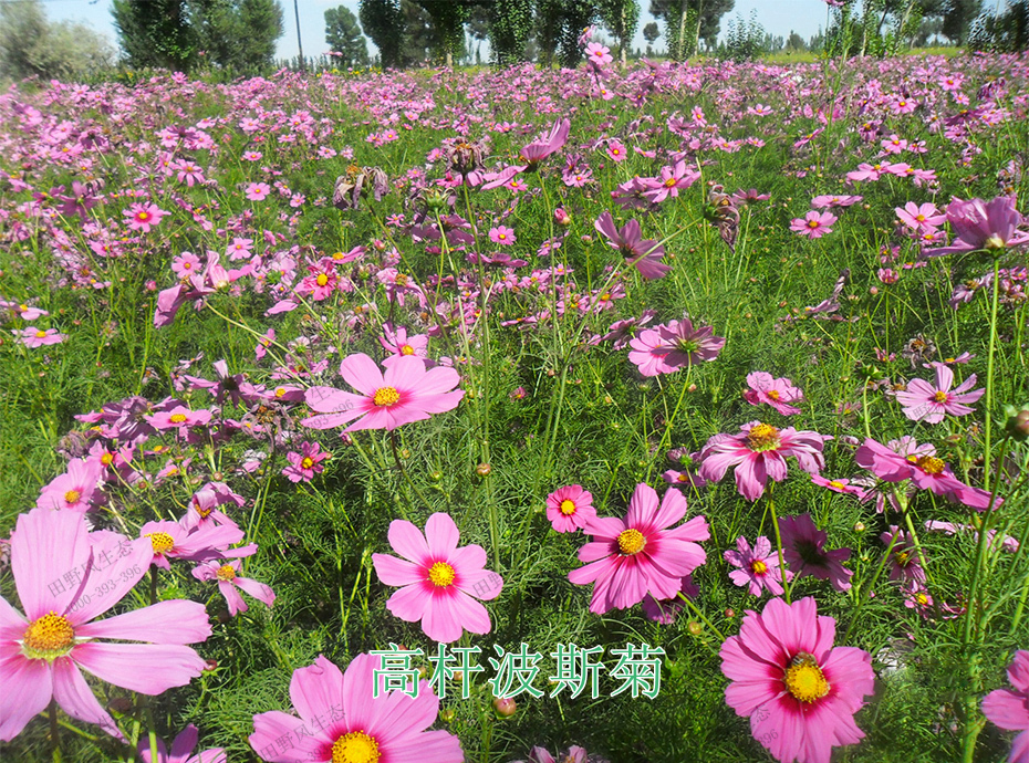 9高杆波斯菊