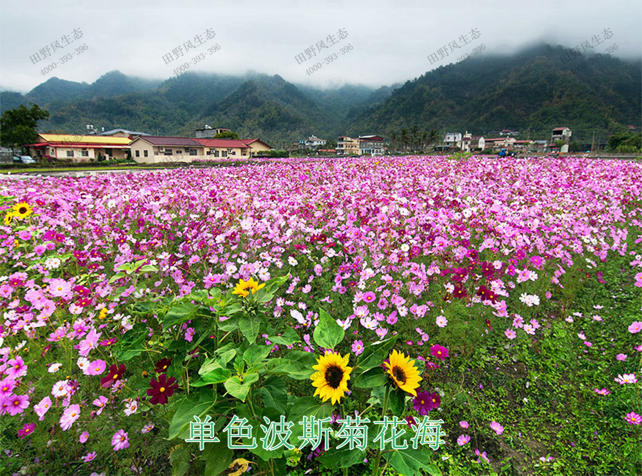 10单色波斯菊花海
