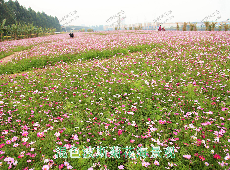 11混色波斯菊花海景观