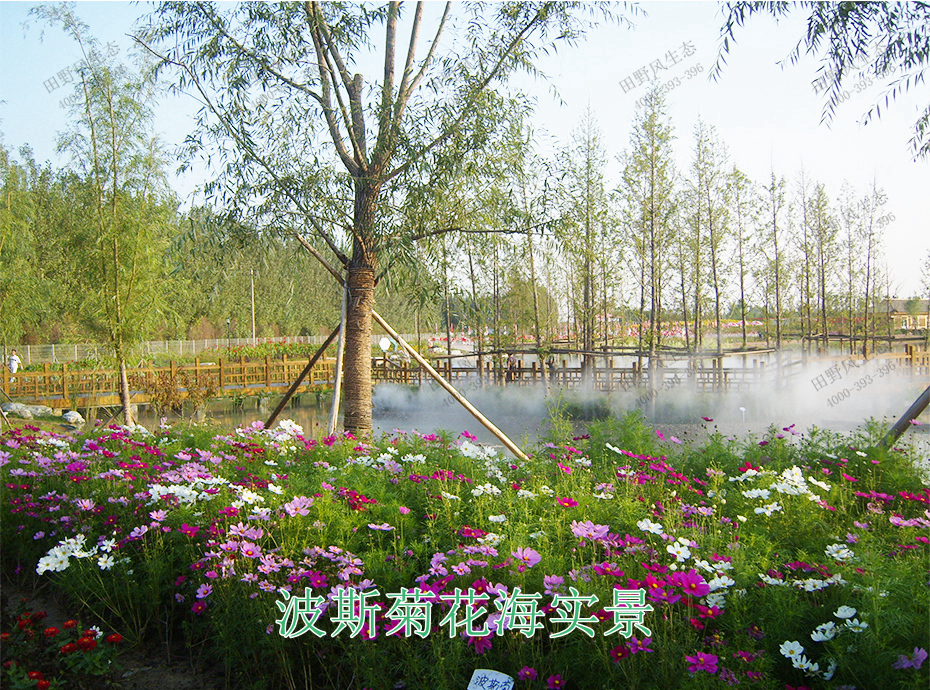 12波斯菊花海实景