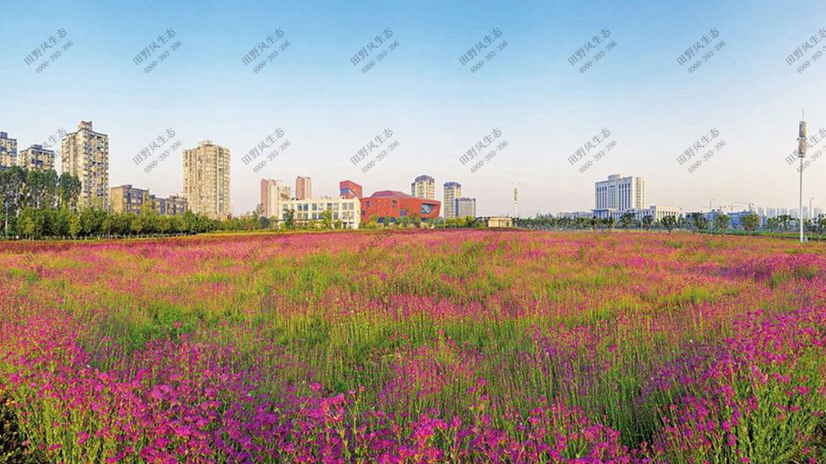 景观花海花种,花卉种子