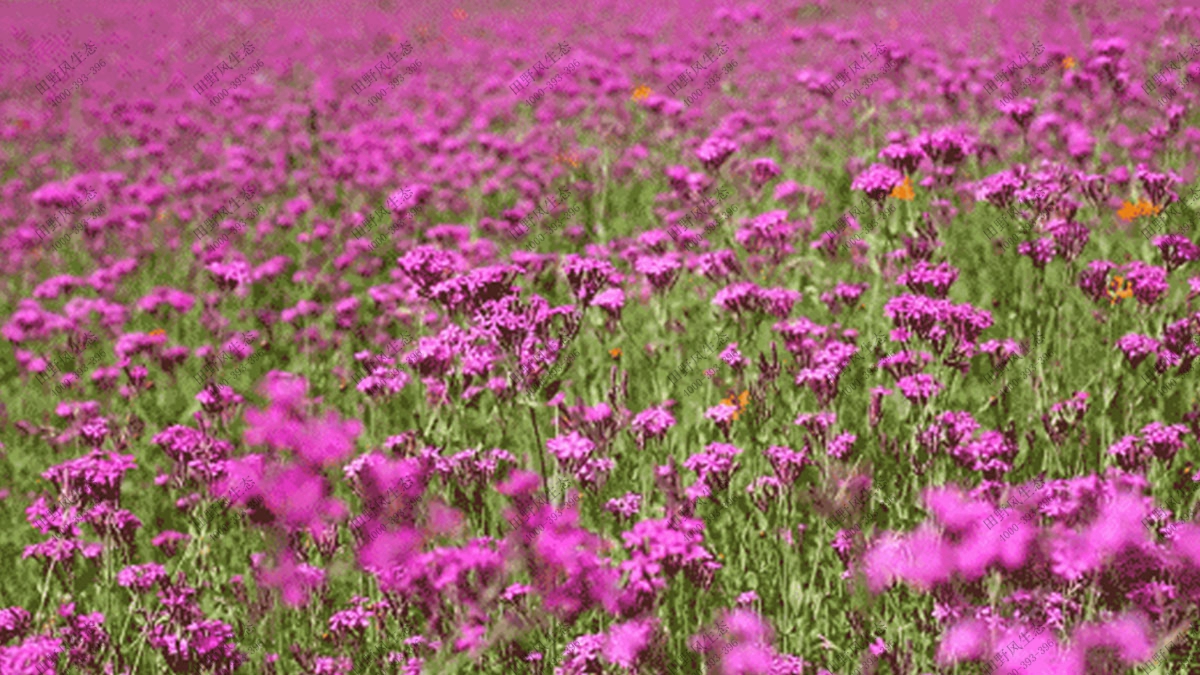 景观花海花种,花卉种子