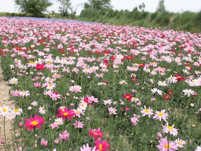 多年生野花组合