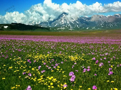 西蜀风情野花组合