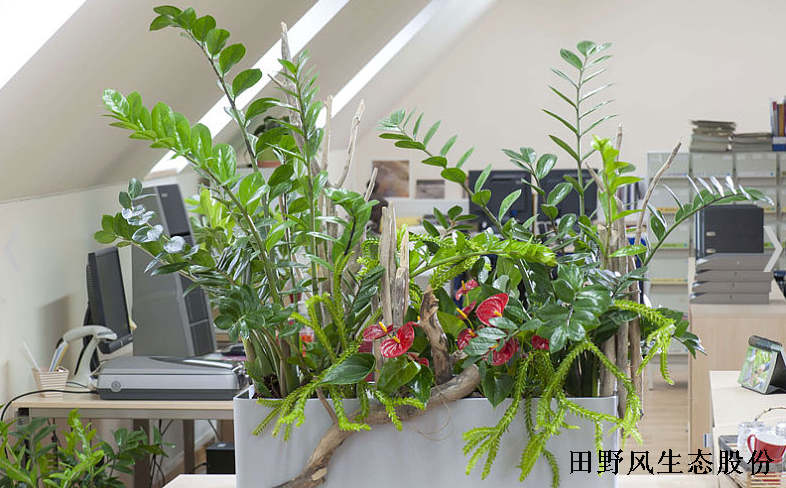 办公室绿植租摆可不是放几盆花那么简单！