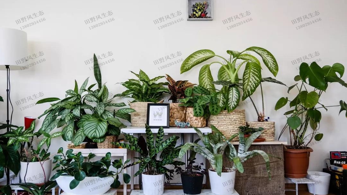 室内植物