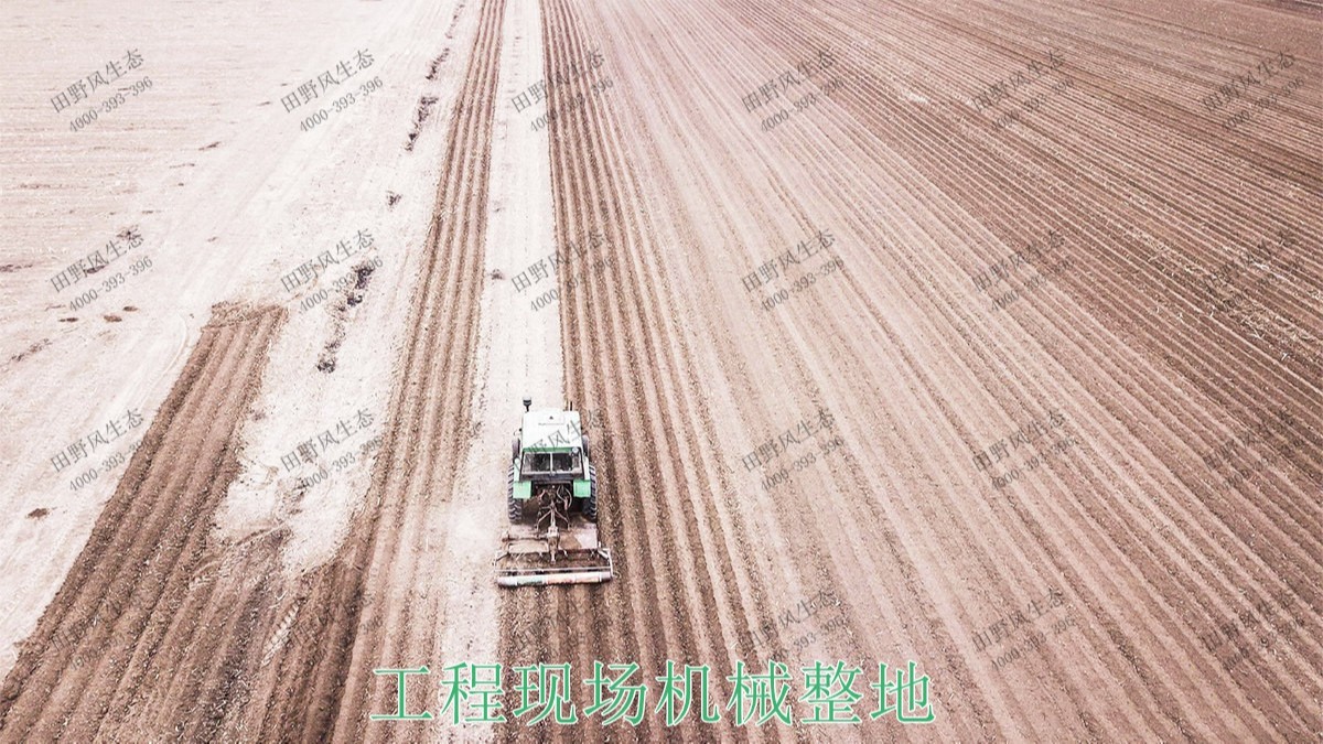 广州番禺农业大观园景观花海
