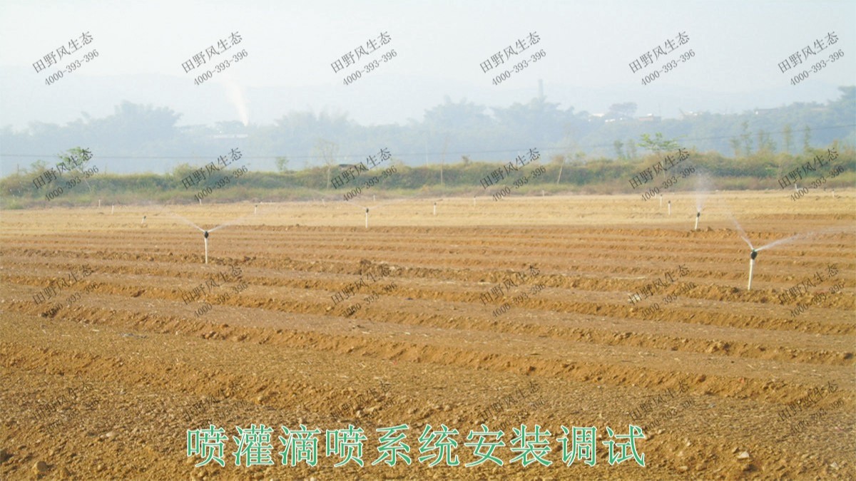 广州番禺农业大观园景观花海