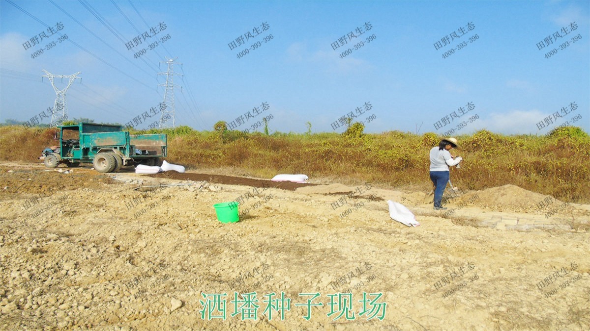 广州番禺农业大观园景观花海