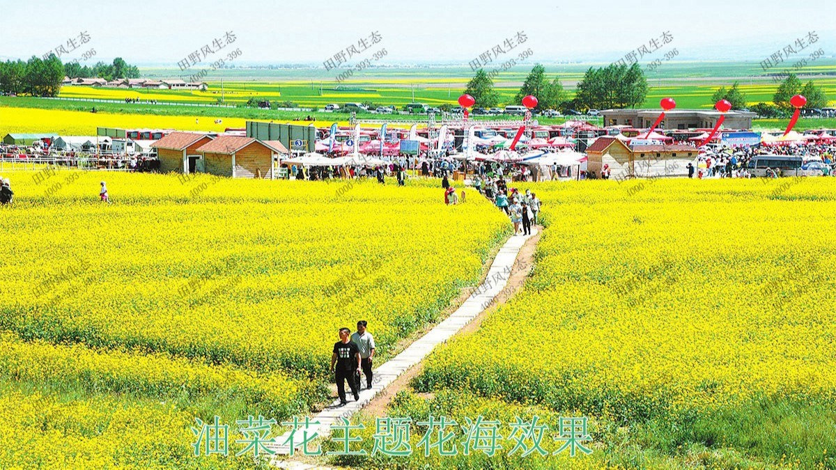 广州番禺农业大观园景观花海