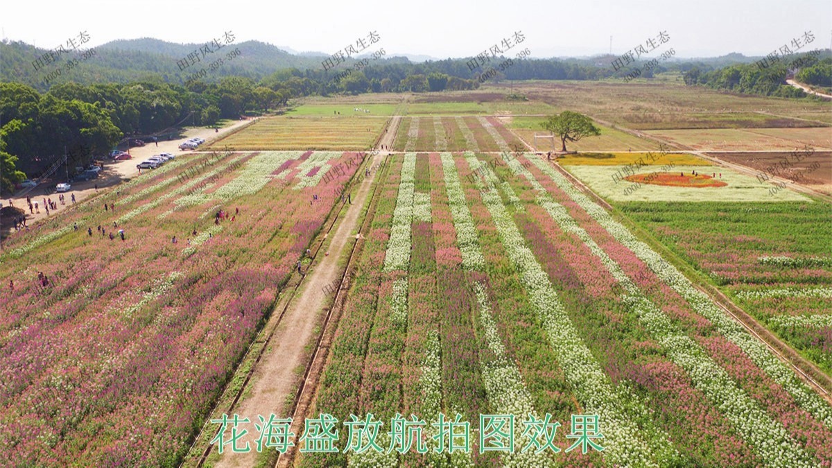 湖北武汉农业生态园花海工程,