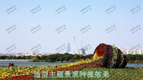 广州海珠湖湿地公园花海工程