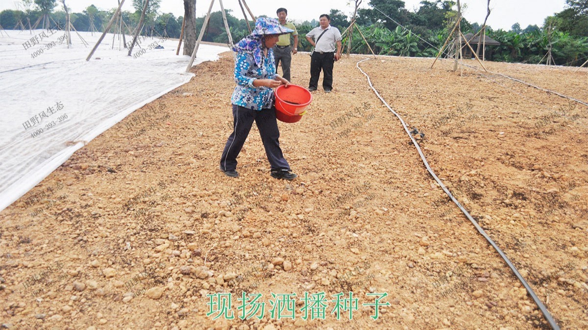 广州海珠湖湿地公园花海工程