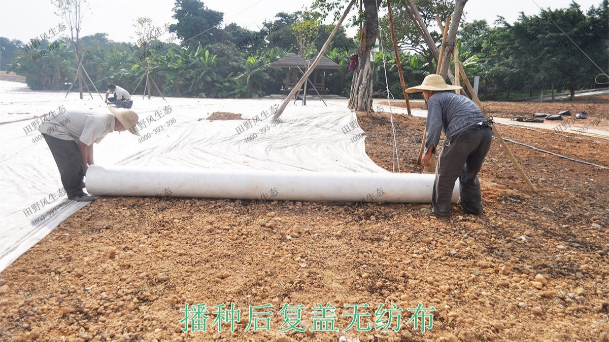 广州海珠湖湿地公园花海工程