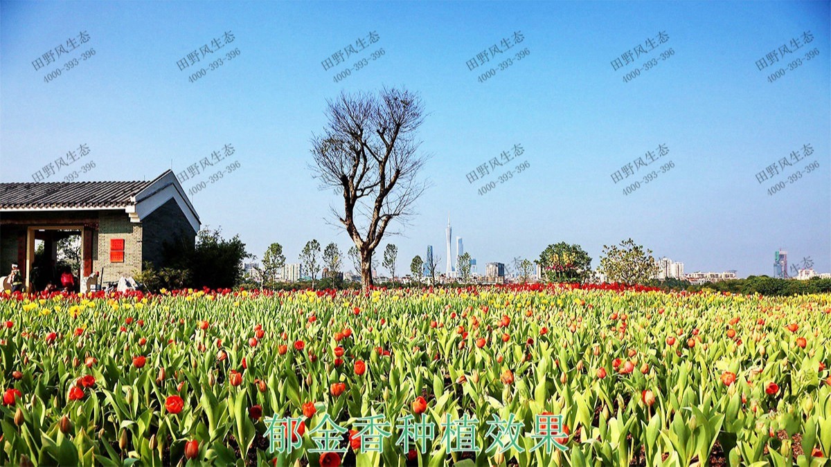 广州海珠湖湿地公园花海工程