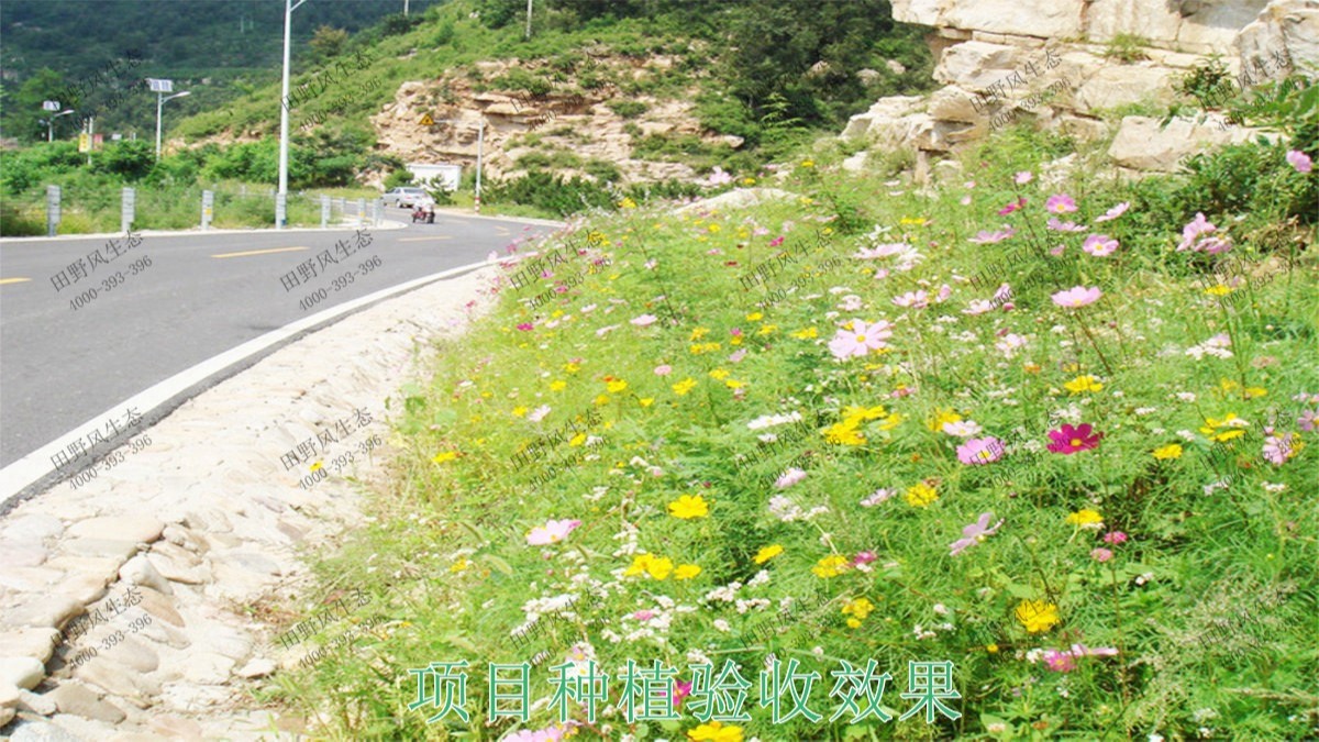 广州海珠湖湿地公园花海工程