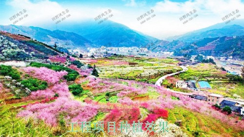 广东丹霞山国家森林公园花海工程