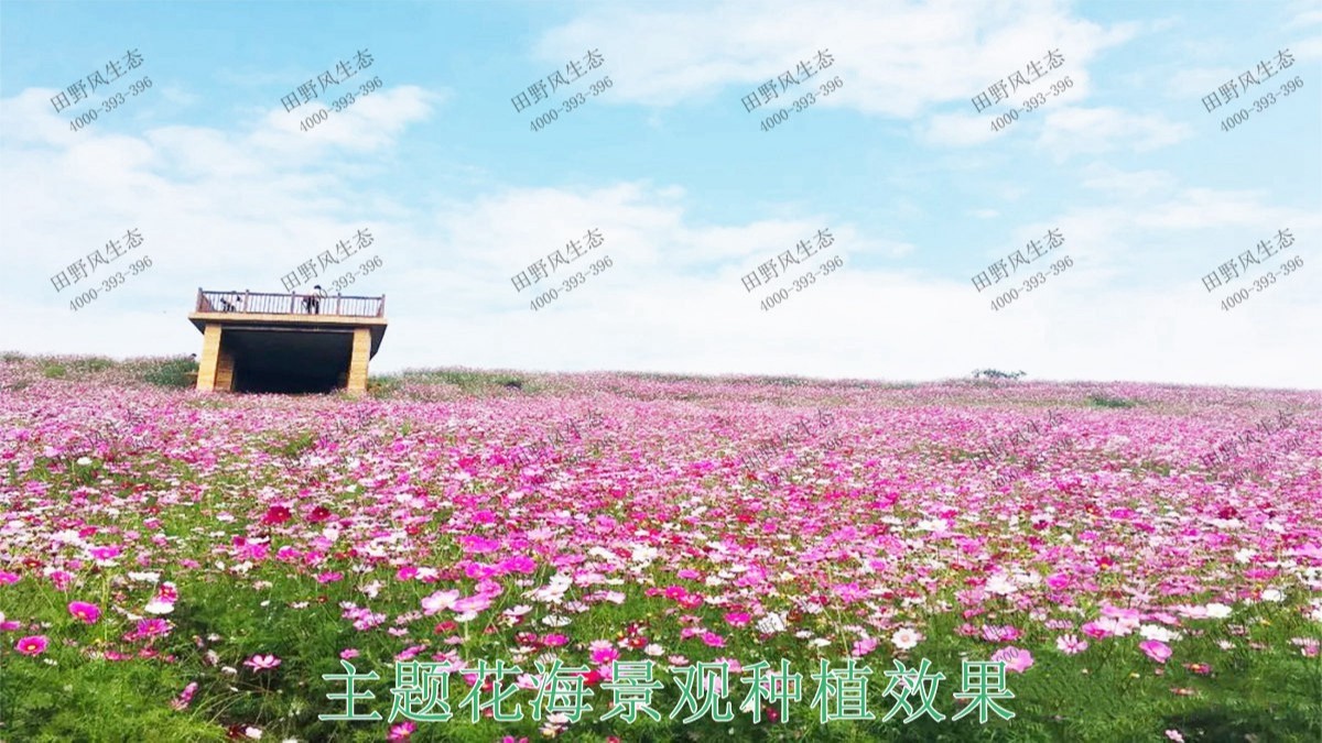 广东丹霞山国家森林公园花海工程