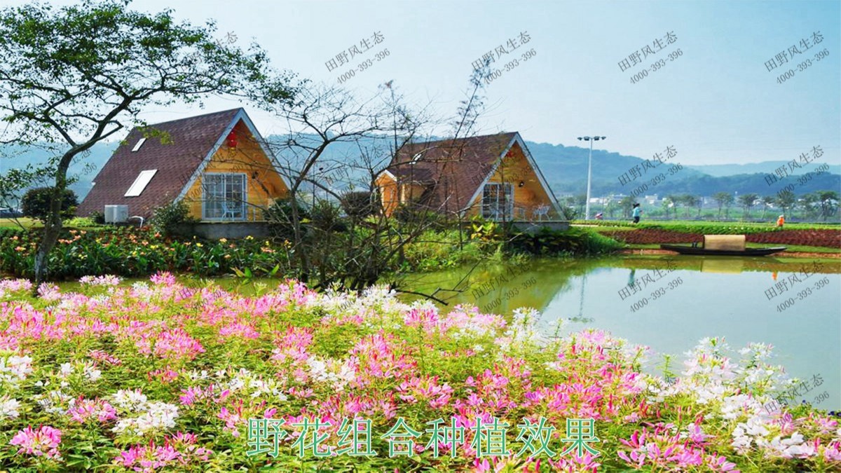 广东丹霞山国家森林公园花海工程