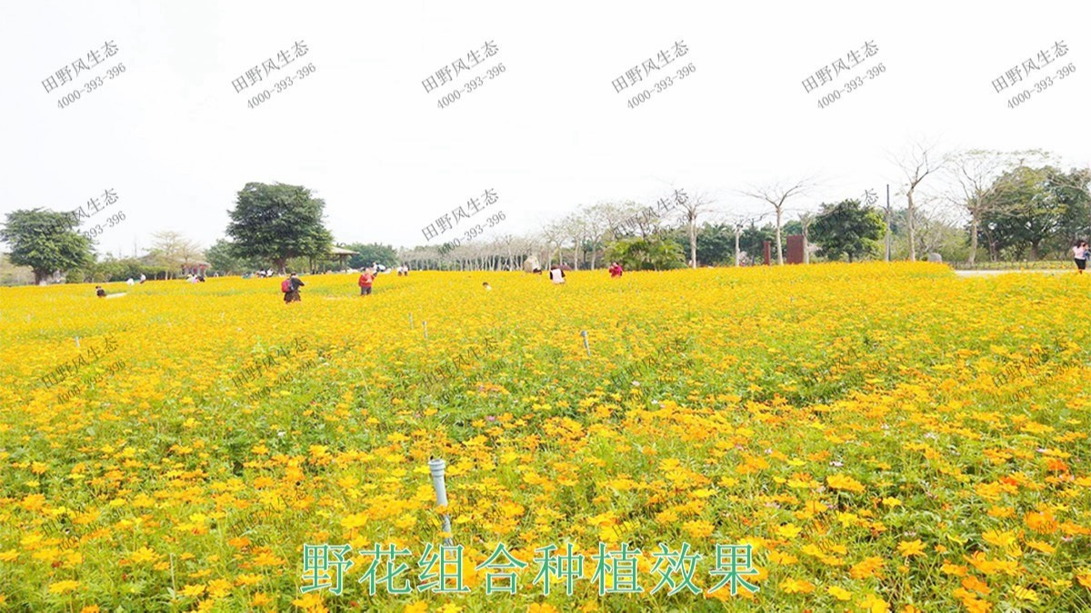 广东丹霞山国家森林公园花海工程