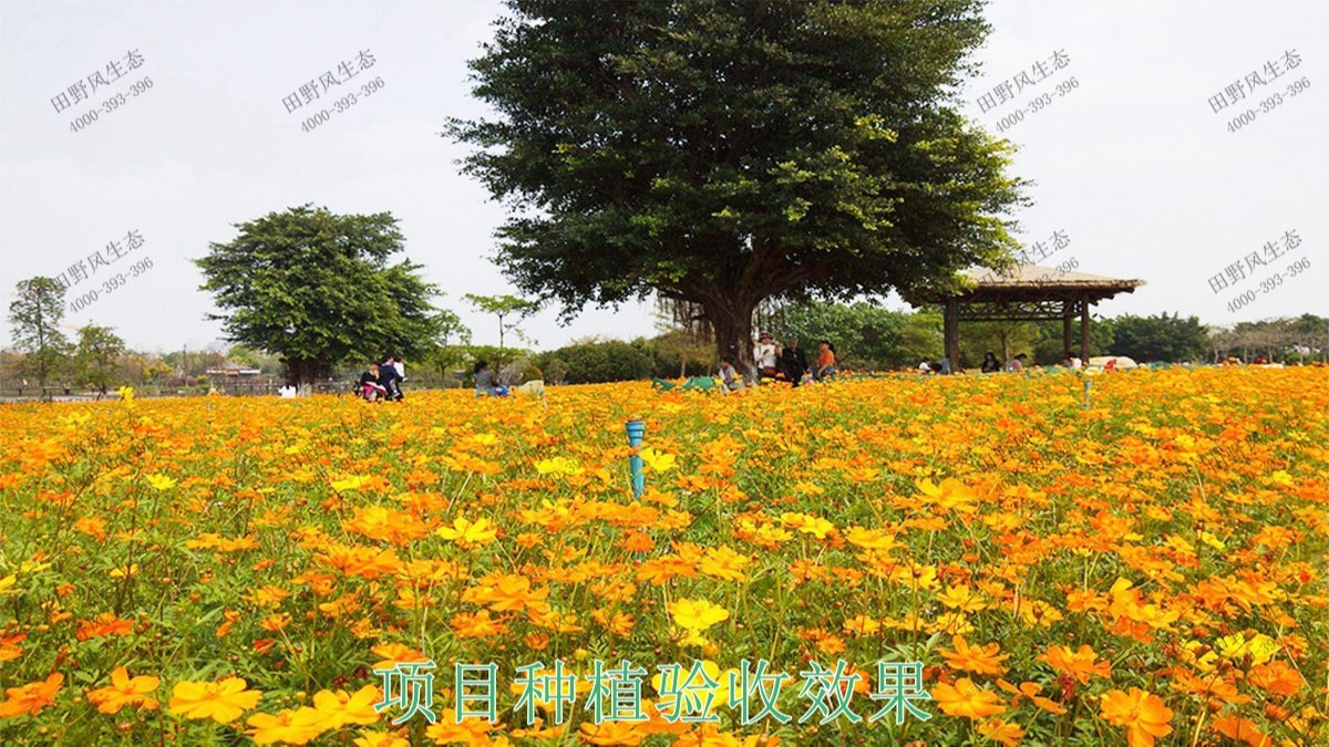 广东丹霞山国家森林公园花海工程