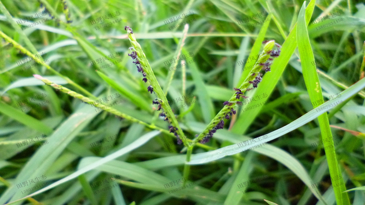 护坡绿化草种宽叶雀稗草种子种植要点