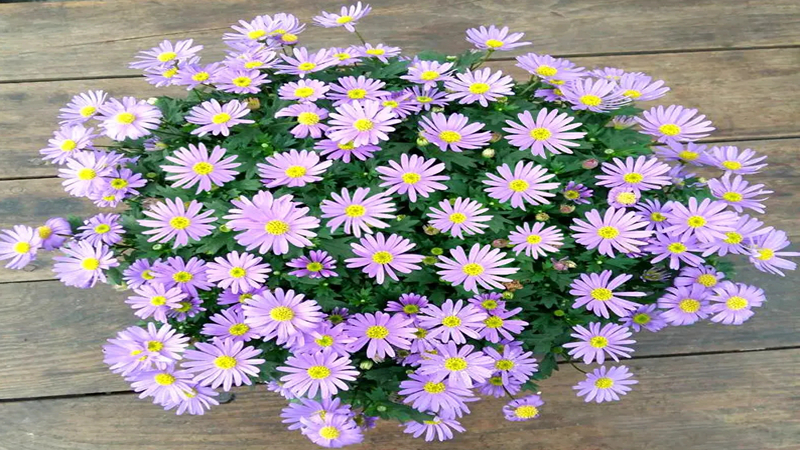 花种批发