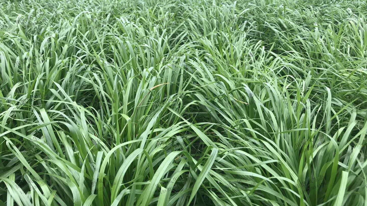 黑麦草种子种植快速成坪技巧