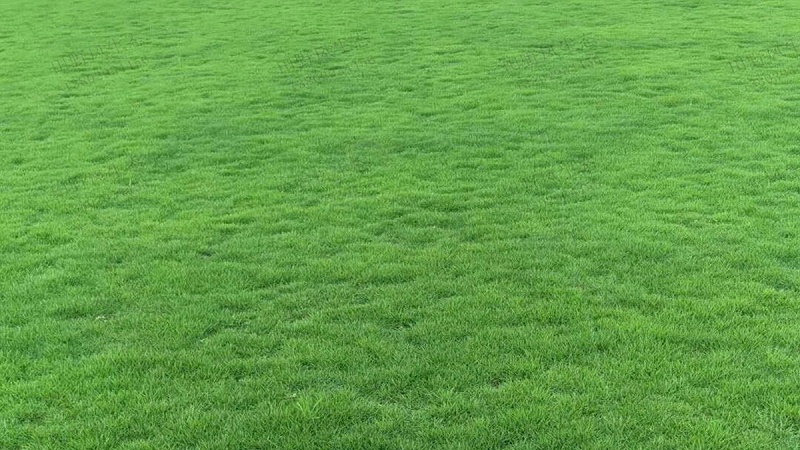 草坪草种子种植