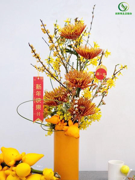 烟花菊