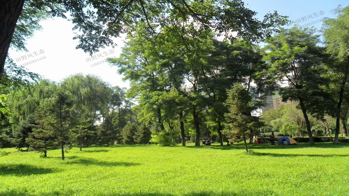 公园草坪