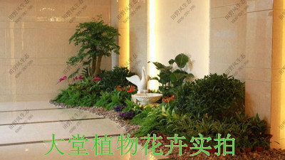 广州珠光御景壹号绿植租赁案例