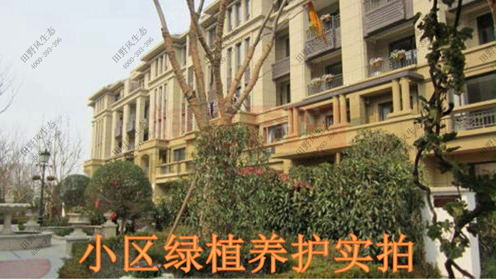广东万科城绿植养护案例