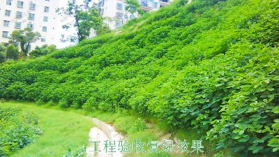 回龙工业园坡面喷播工程