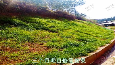 江西广昌火龙果基地厂区挂网植草
