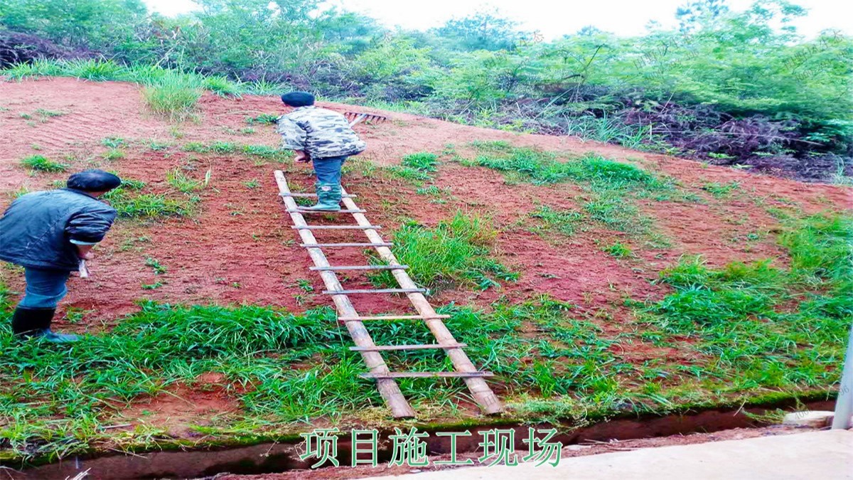 江西广昌火龙果基地厂区挂网植草