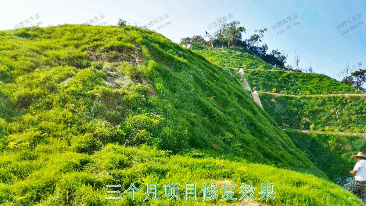 连平县工业园区边坡绿化