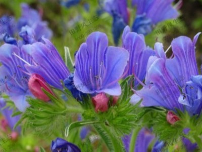 蓝蓟花卉种子种植养护详解