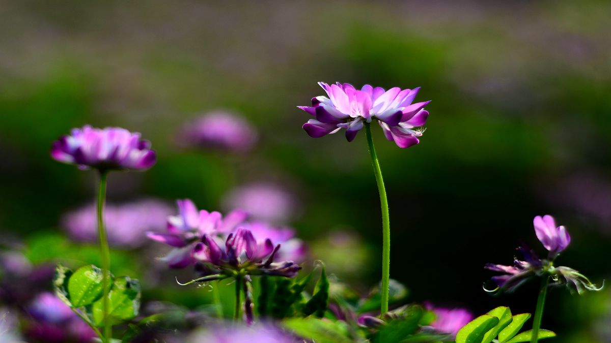 如何种植紫云英草种