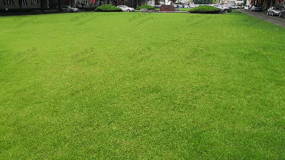 如何防止草坪冬季发黄？