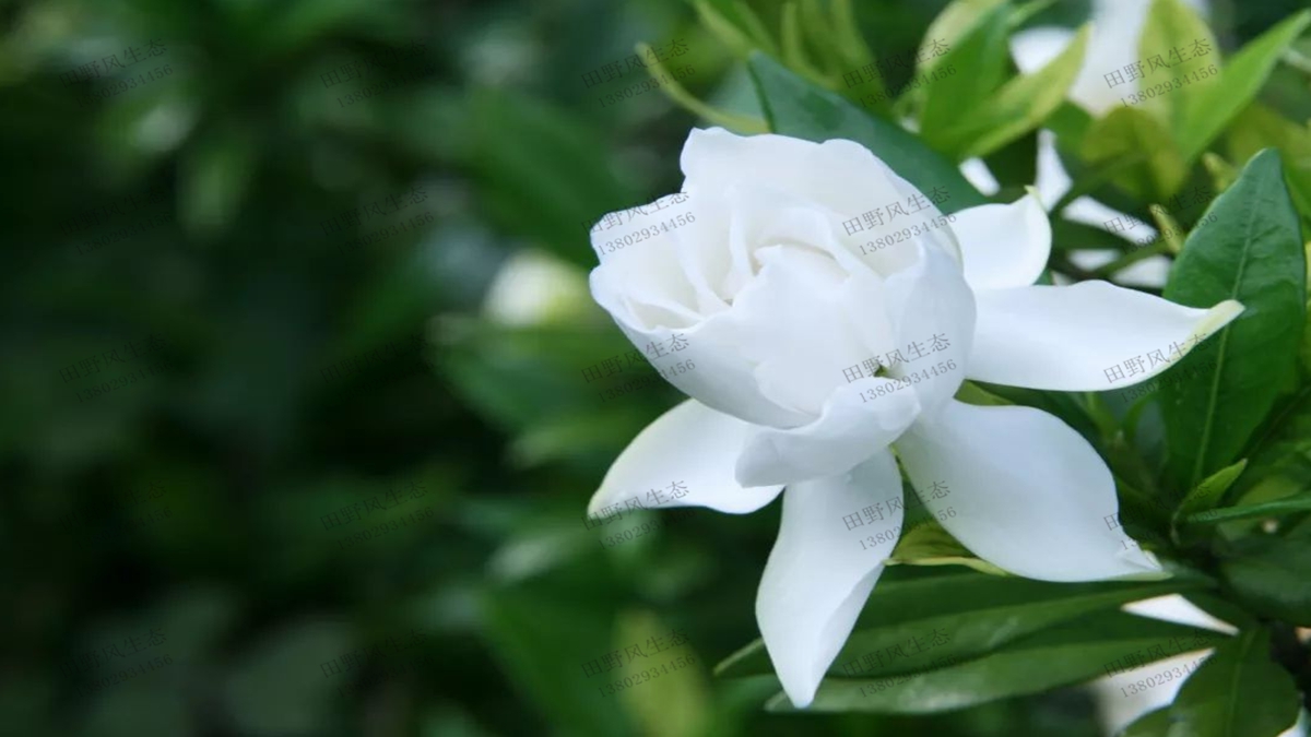 栀子花